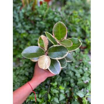 Hoya australis Blondie (Hoja)