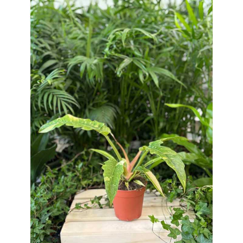 Philodendron Ring of Fire (Filodendron) Philodendron Ring of Fire (Filodendron)