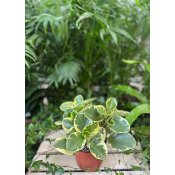 Hoya Lisa- średnica: 12 cm