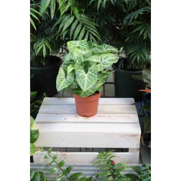 Syngonium Arrow (zroślicha)