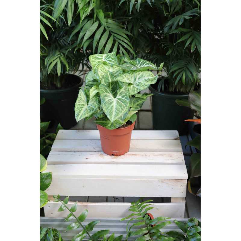 Syngonium Arrow (zroślicha)