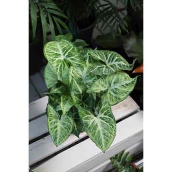 Syngonium Arrow (zroślicha)