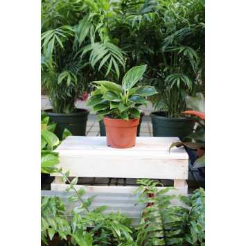 Philodendron Birkin (Filodendron) średnica: 11 cm