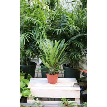 Pachypodium Lamere’a