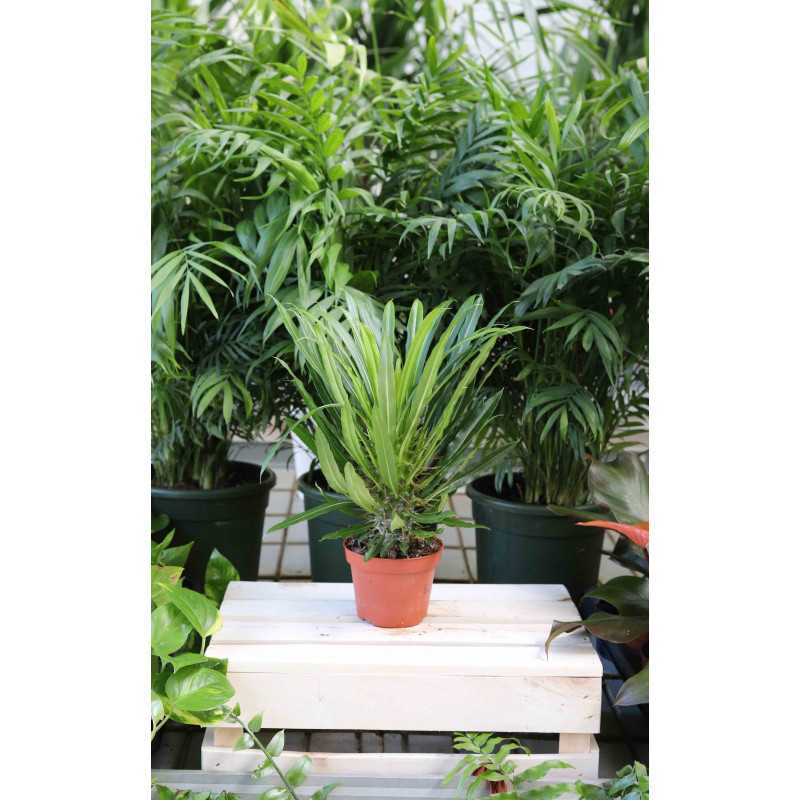 Pachypodium Lamere’a