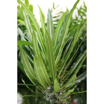 Pachypodium Lamere’a