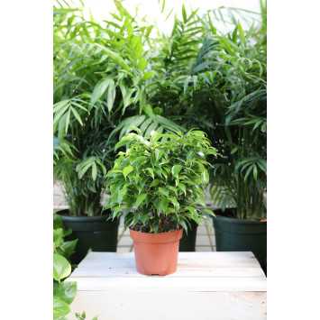 Ficus benjamina Kinky (Fikus, Figowiec)