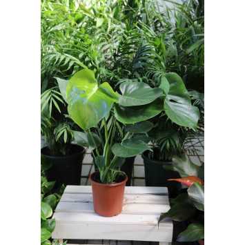 Monstera dziurawa (Monstera deliciosa)