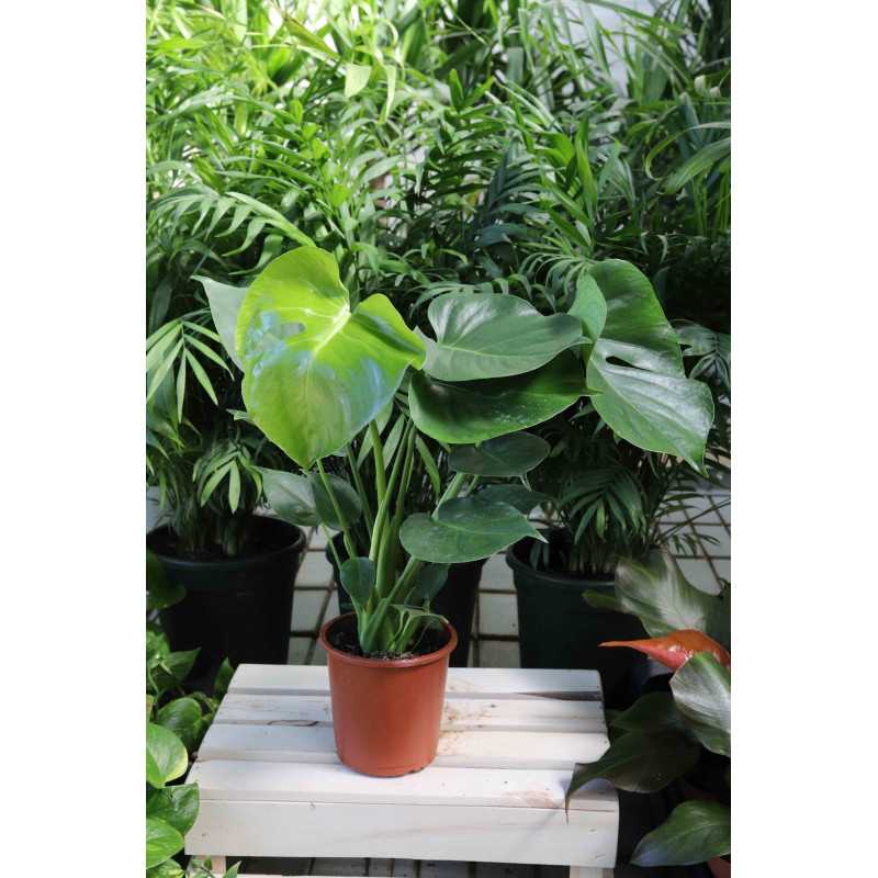 Monstera dziurawa (Monstera deliciosa)