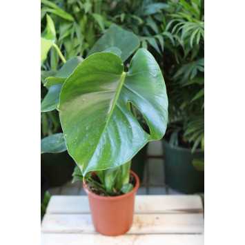 Monstera dziurawa (Monstera deliciosa)