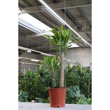 Dracena wonna 'Yellow Coast' Dracaena fragrans