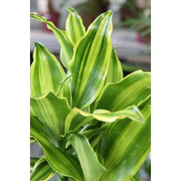 Dracena wonna 'Yellow Coast' Dracaena fragrans