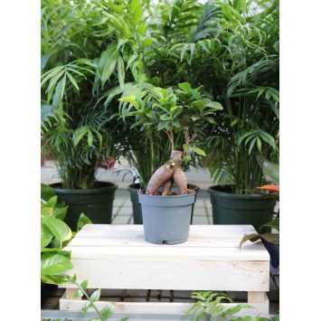 Ficus microcarpa Ginseng (Fikus tępy, Bonsai)