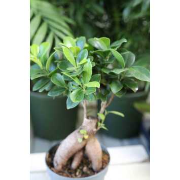 Ficus microcarpa Ginseng (Fikus tępy, Bonsai)
