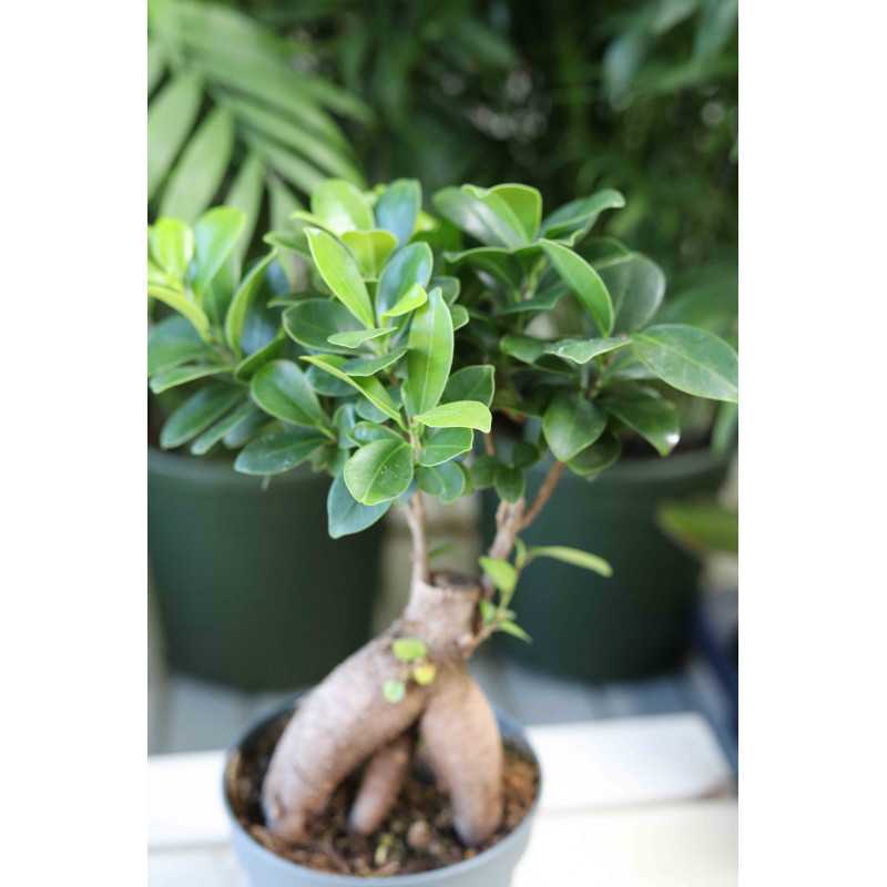 Ficus microcarpa Ginseng (Fikus tępy, Bonsai) Ficus microcarpa Ginseng (Fikus tępy, Bonsai)