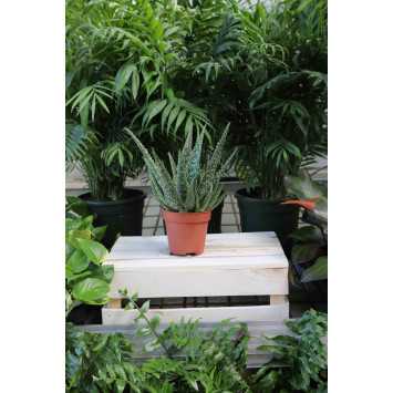 Aloe vera, Aloes leczniczy