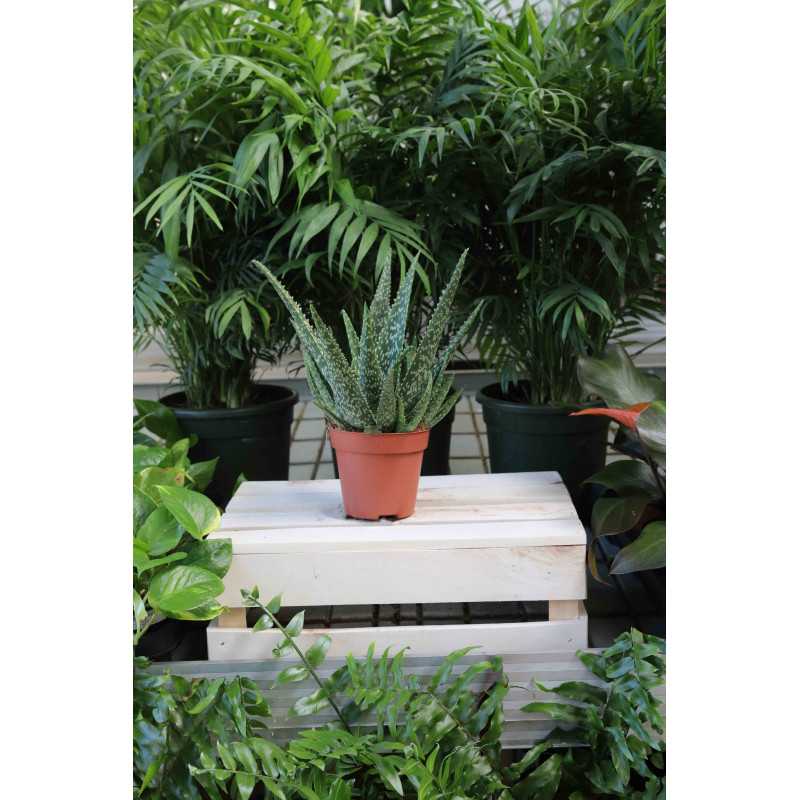 Aloe vera, Aloes leczniczy