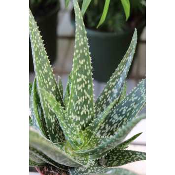 Aloe vera, Aloes leczniczy