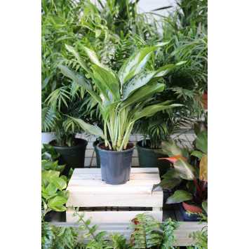 Aglaonema 'Silver Bay'