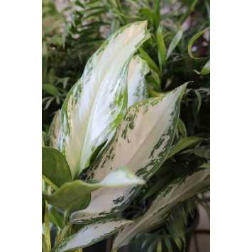 Aglaonema 'Silver Bay'