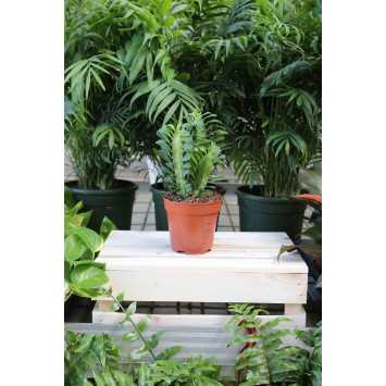 Euphorbia trigona 'Rubra' Wilczomlecz trójżebrowy