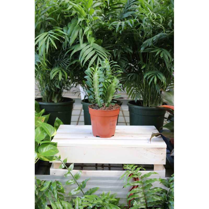 Euphorbia trigona 'Rubra' Wilczomlecz trójżebrowy