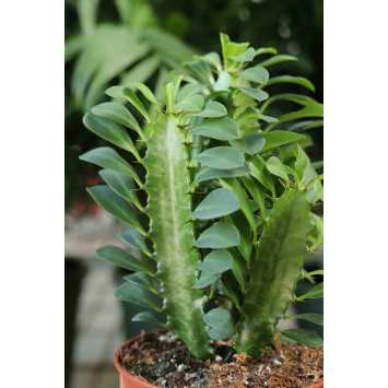 Euphorbia trigona 'Rubra' Wilczomlecz trójżebrowy