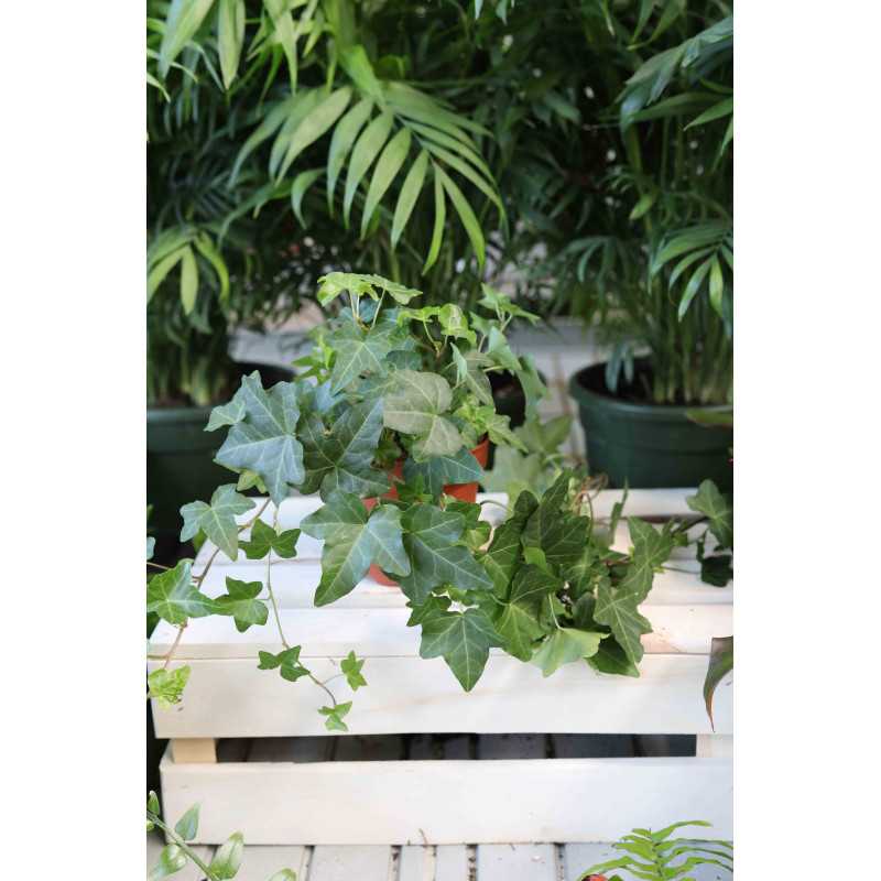 Hedera helix Green Ripple (Bluszcz pospolity)