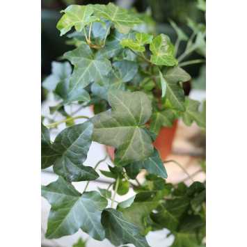 Hedera helix Green Ripple (Bluszcz pospolity)